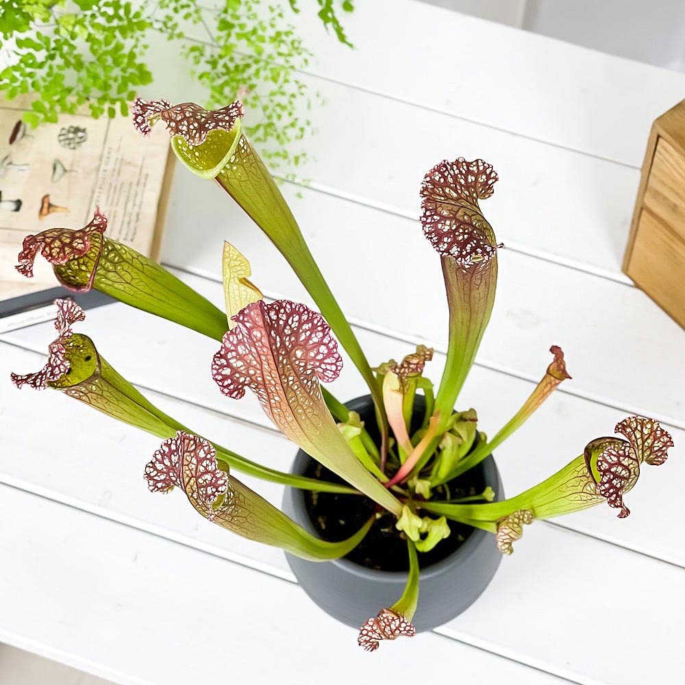 Amazon.co.jp: PLANCHU 食虫植物 サラセニア レウコフィラ グリーン